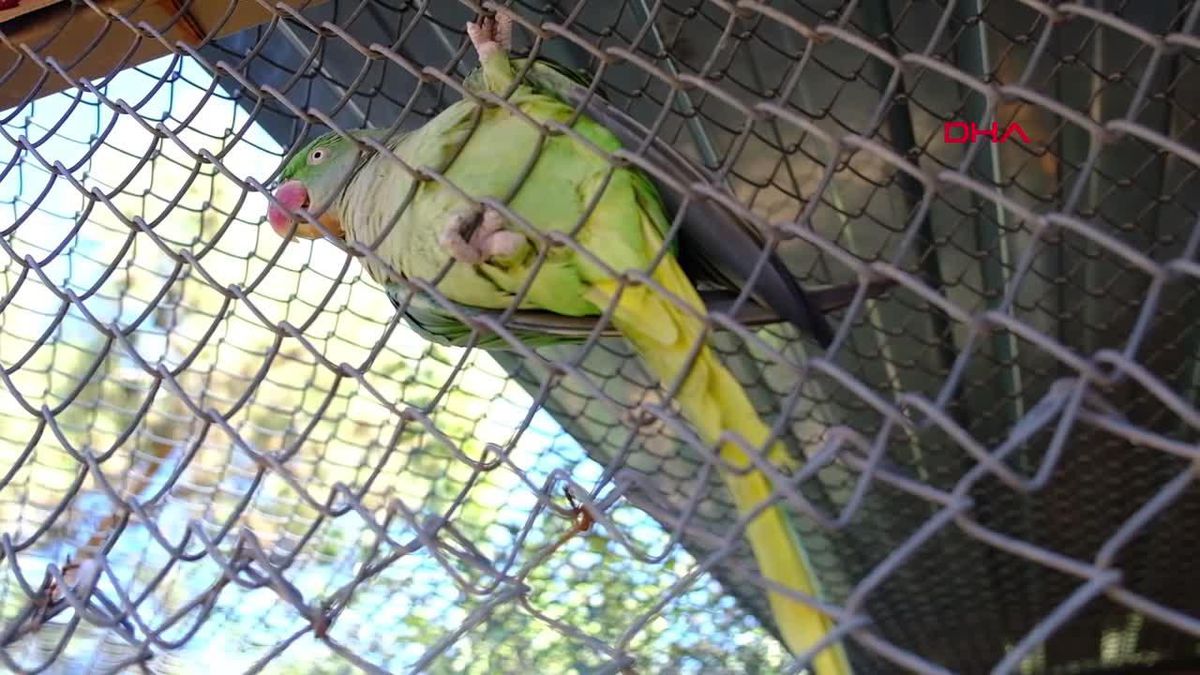 Antalya Büyükşehir Belediyesi Doğal Yaşam Parkı, Ara Tatilde Ziyaretçi Akınına Uğruyor