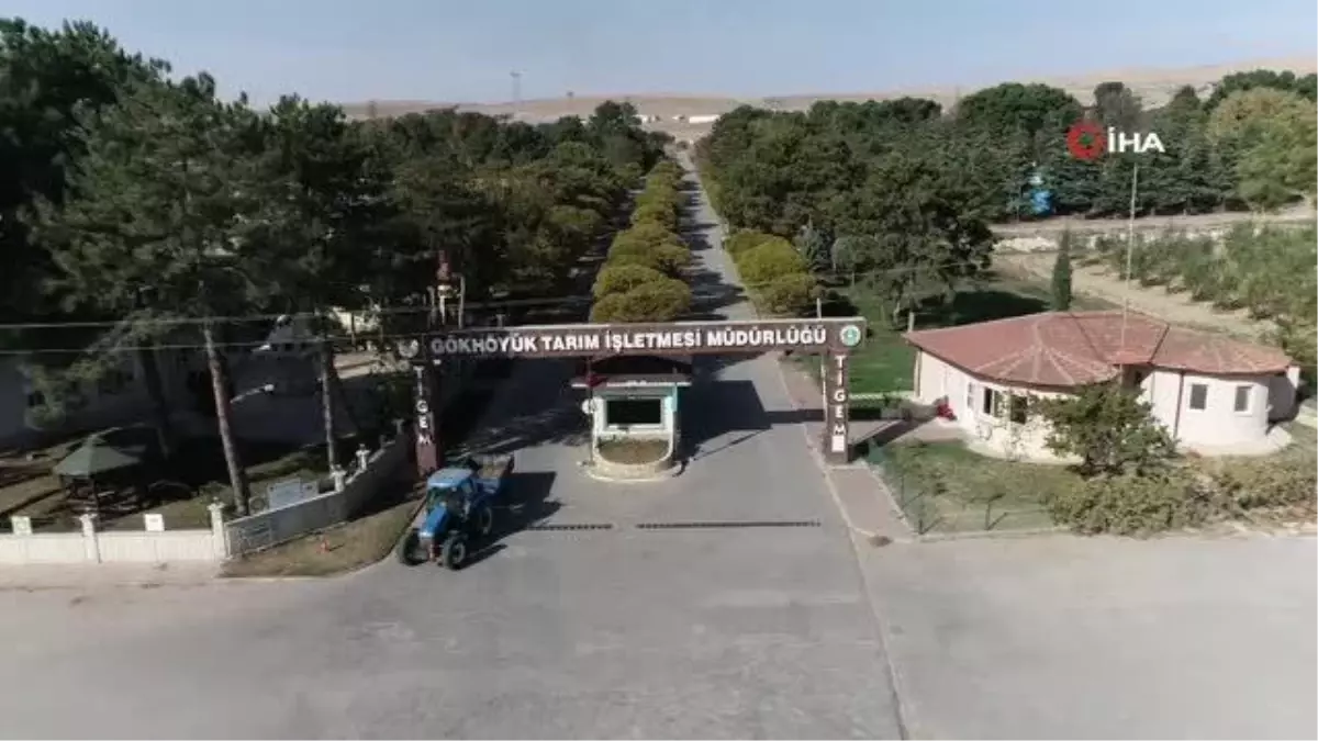 Amasya\'da Yetiştirilen Jersey İnekler \'Süt Makinesi\' Olarak Adlandırılıyor