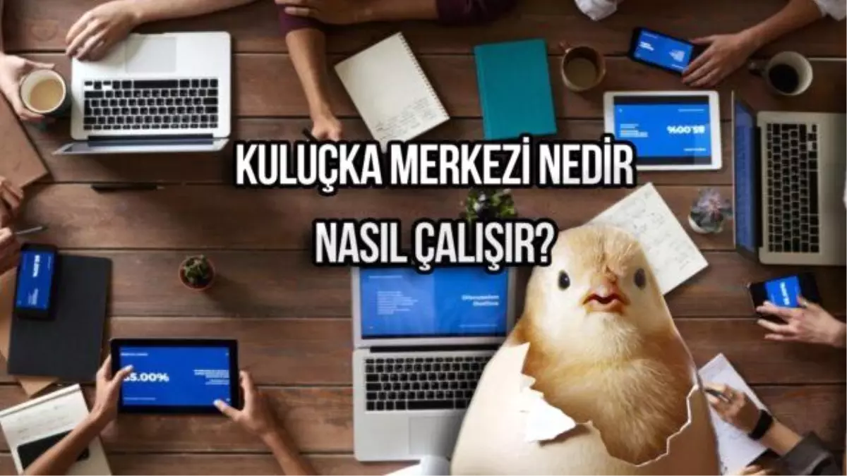 Kuluçka merkezi nedir ve nasıl çalışır? Yumurtadan civciv yetiştirmek!
