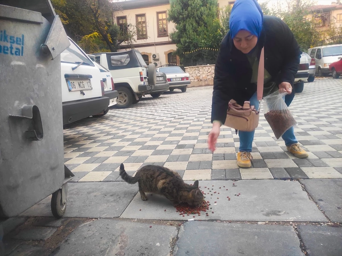 Ankara\'nın Nallıhan ilçesinde sahipsiz kedilere mama kampanyası düzenlendi