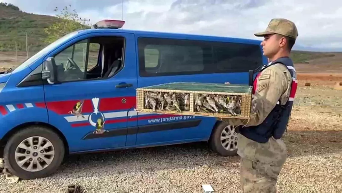 Hatay\'da Yabancı Uyruklu Şahsa Ait Araçta 4 Bin Adet Saka Kuşu Ele Geçirildi