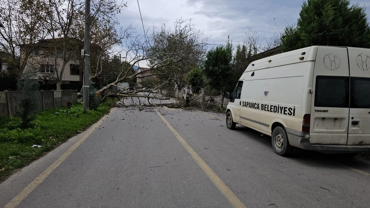Sapanca\'da şiddetli rüzgar nedeniyle devrilen ağaç elektrik hatlarını kopardı