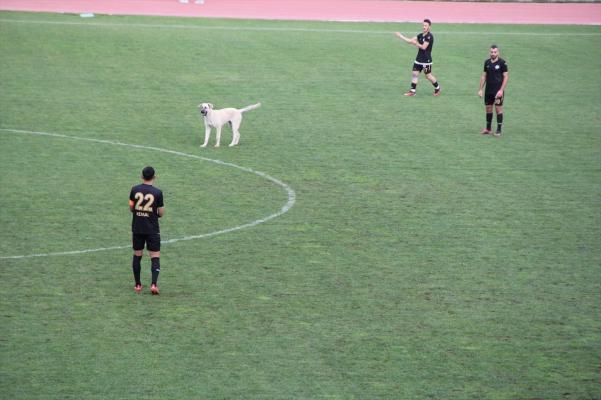 Çankırı\'da Köpek Sahaya Girdi, Maç Durdu
