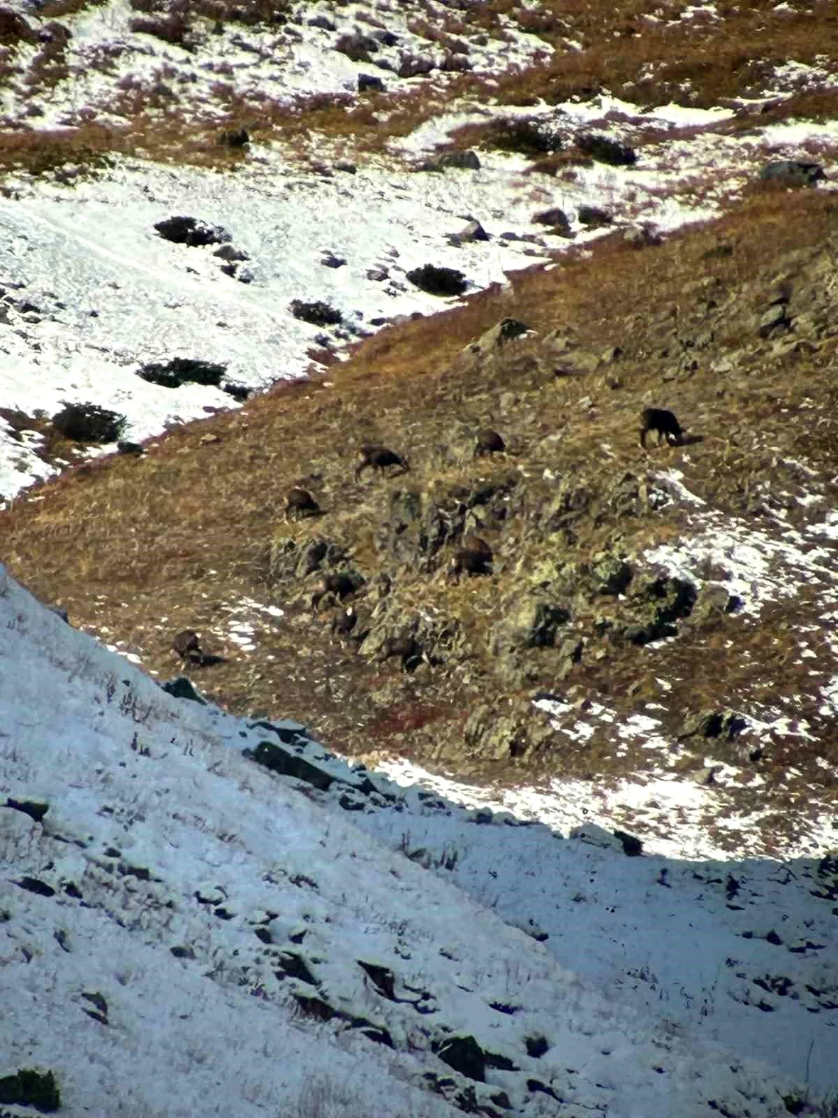 İspir Verçenik Dağı\'nda Çengel Boynuzlu Dağ Keçisi Üzerine Envanter Çalışması Yapıldı