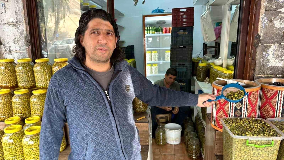 Gaziantep\'te Zeytin Hasadı Başladı