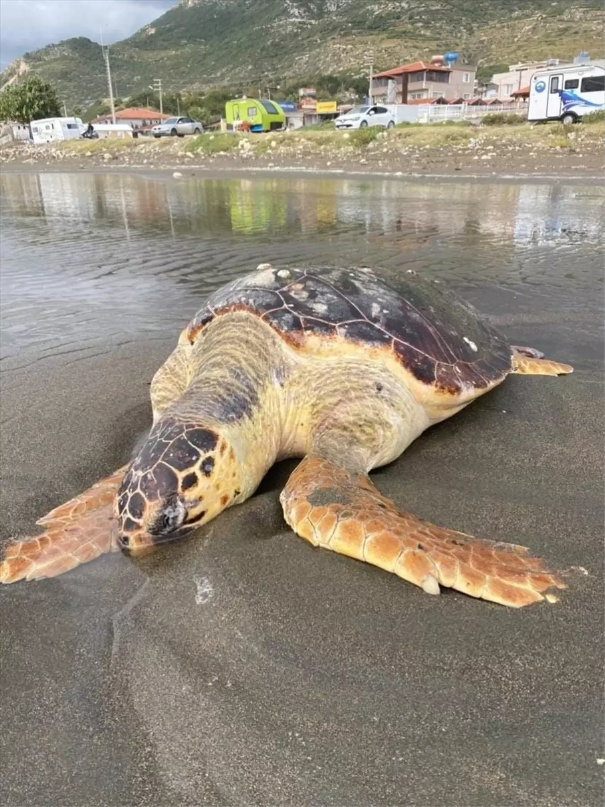 Hatay\'da sahilde ölü caretta caretta bulundu
