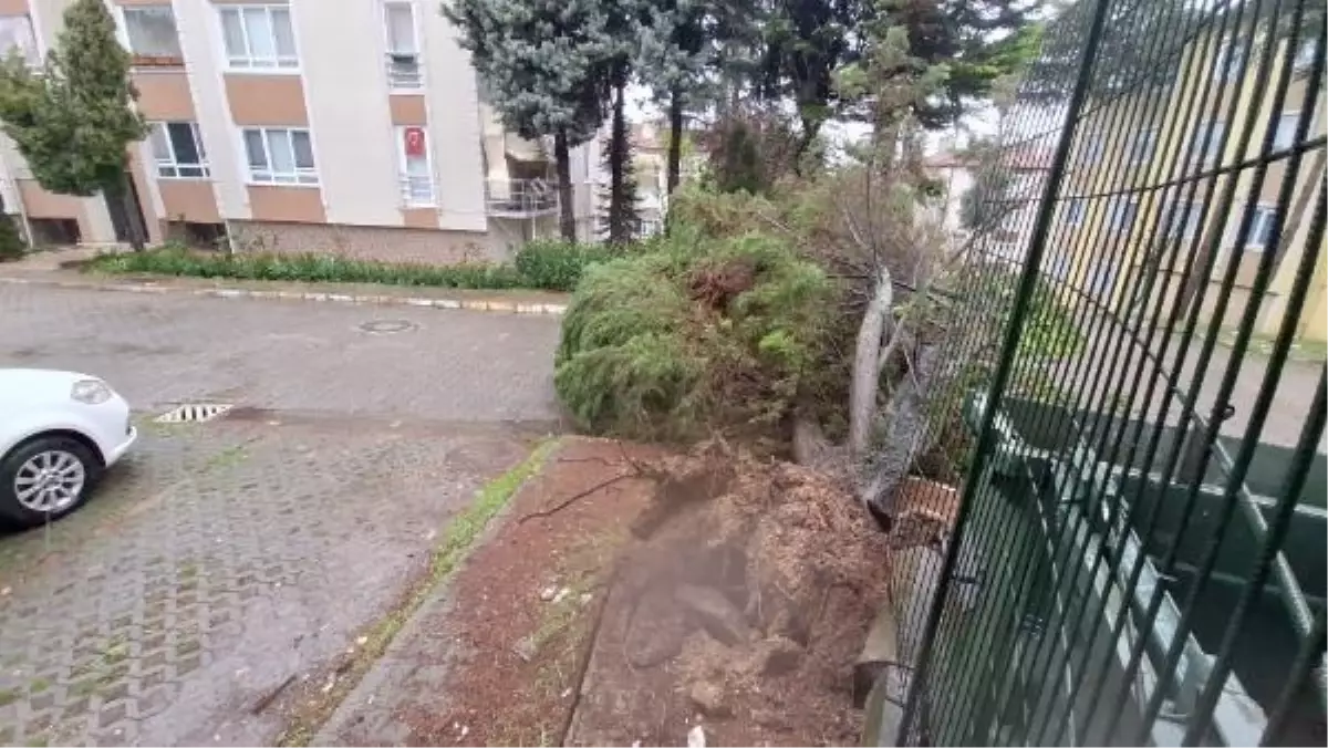 İzmit'te Yağmur ve Fırtına Sonucu Ağaçlar ve Elektrik Direkleri Devrildi