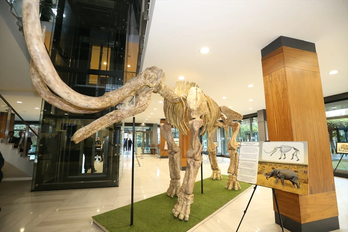 Kayseri\'de 7,5 milyon yıllık hayvan fosilleri sergilenecek