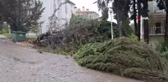 Kocaeli'de fırtınaya dayanamayan ağaçlar devrildi