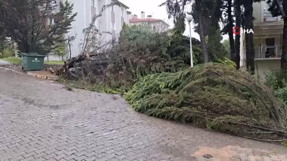 Kocaeli'de fırtınaya dayanamayan ağaçlar devrildi