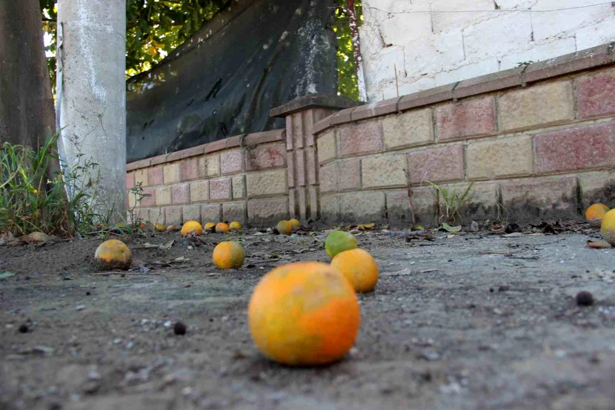 Aydın\'da Akdeniz Meyve Sineği Zararlısı Ürünleri Yok Ediyor