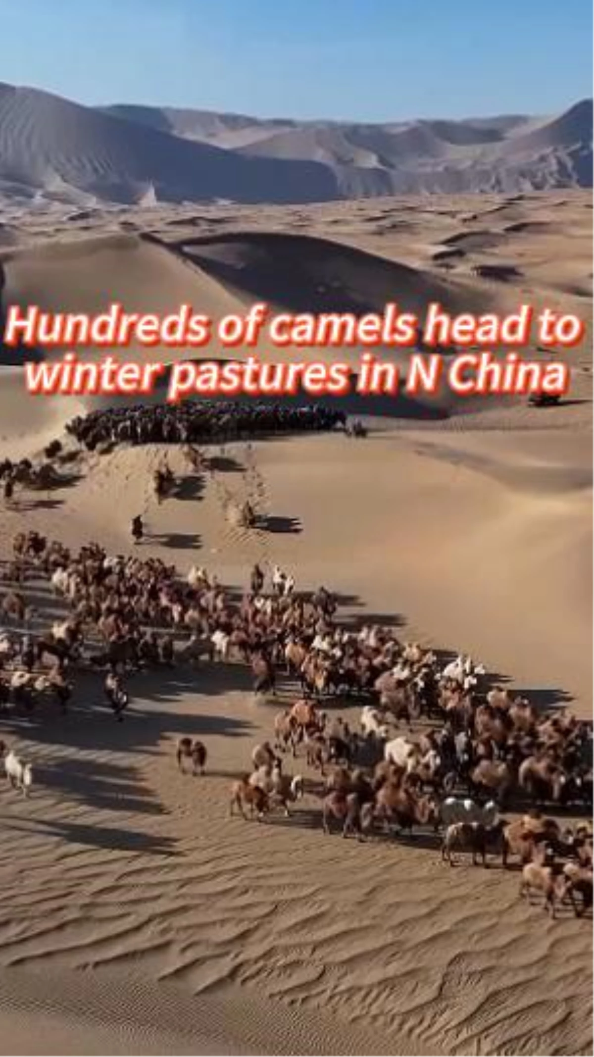 Çin\'in Kuzeyinde Yüzlerce Deve Kışlık Otlaklara Göç Ediyor