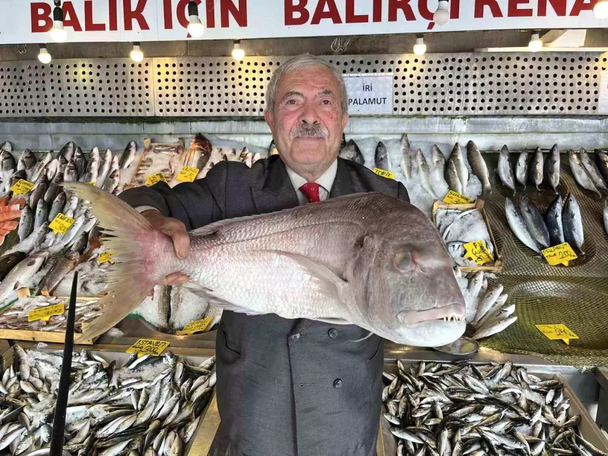 Denizlerde Balık Bolluğu Yaşanıyor