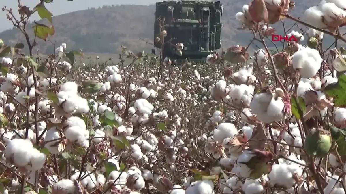 Gaziantep\'te Pamuk Hasadı Başladı