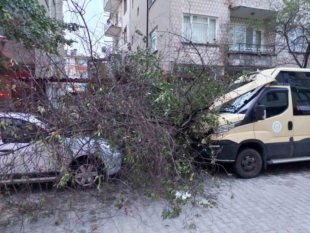 Kırklareli\'nde şiddetli rüzgar ağaçları devirdi, otomobiller zarar gördü