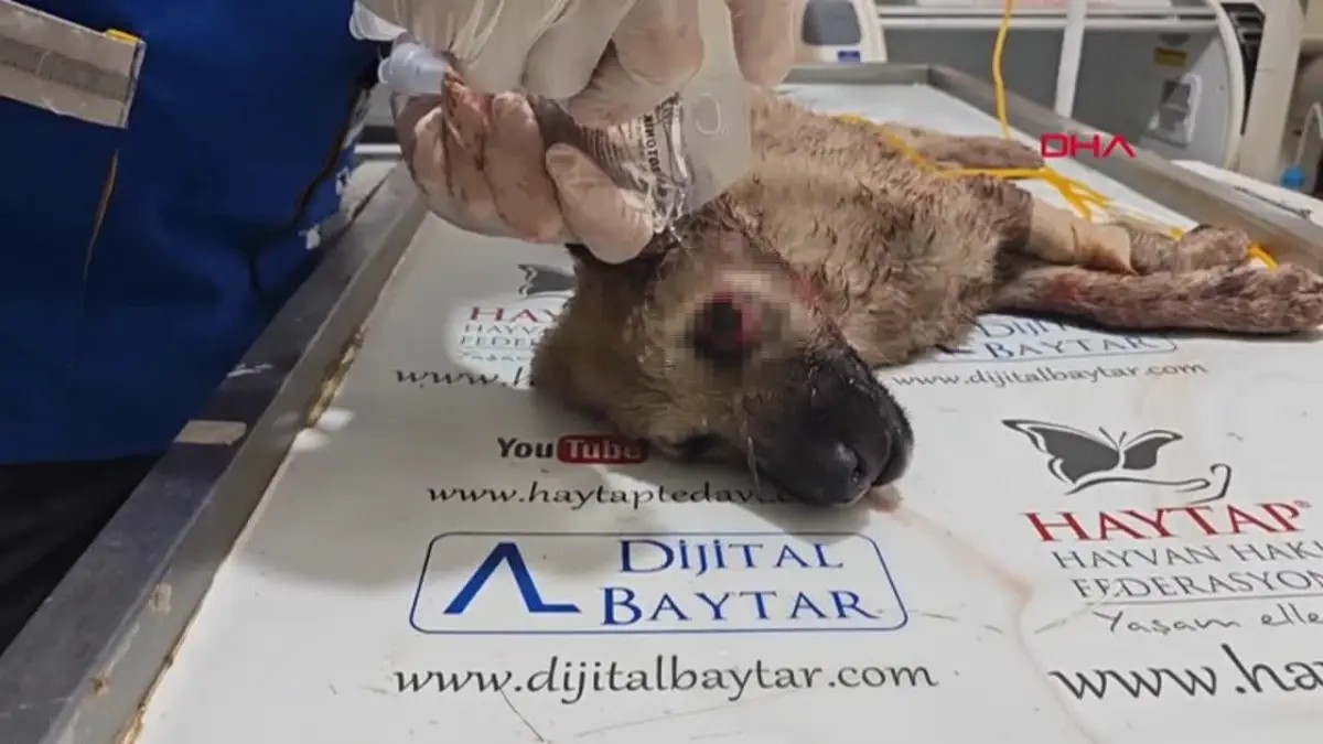 Park halindeki otomobilin hareket etmesi sonucu yaralanan köpek görme yetisini kaybetti