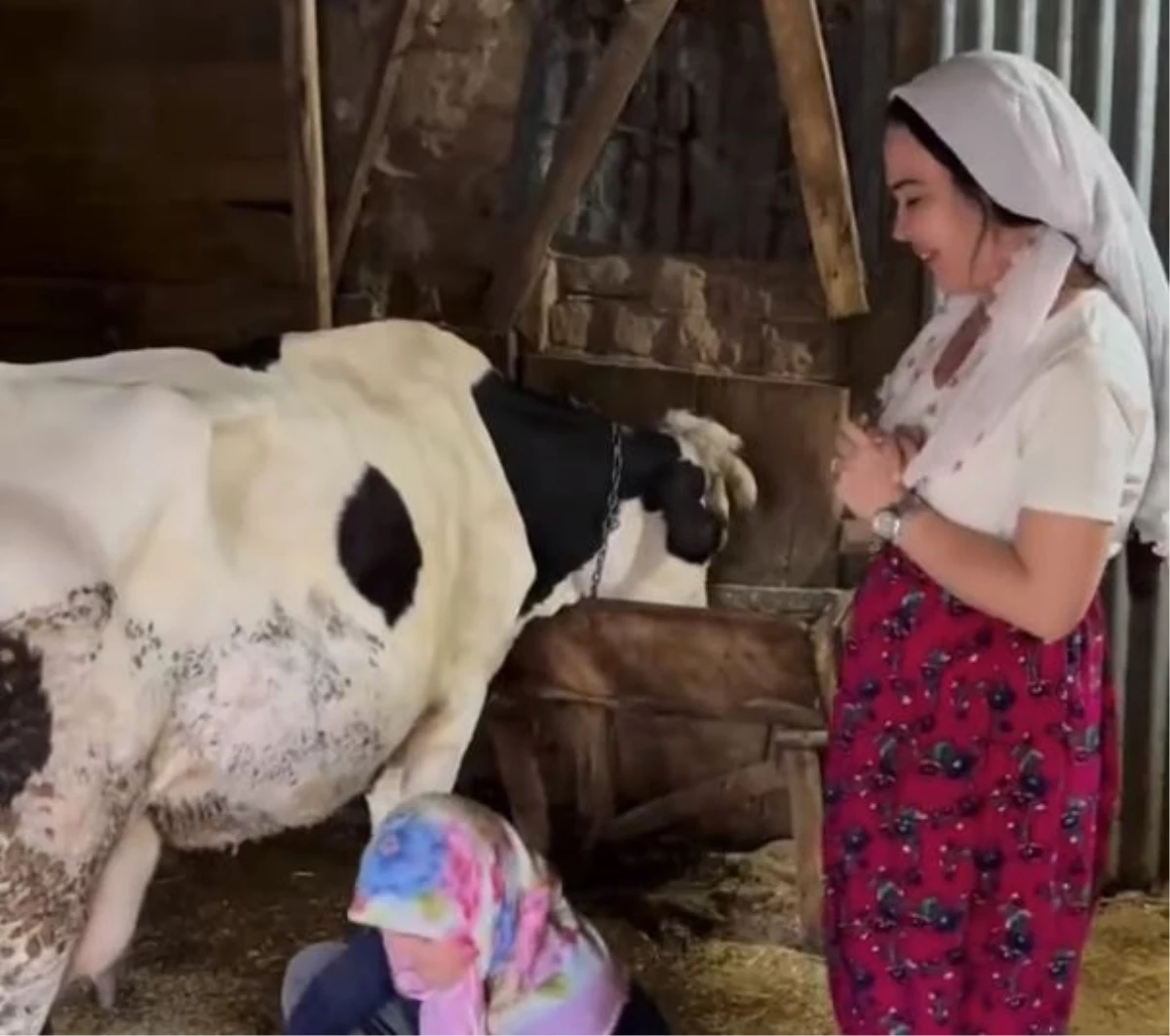 Özlem ve Tayyar Öz çifti, köyde inek sağdıkları görüntüleri paylaştı
