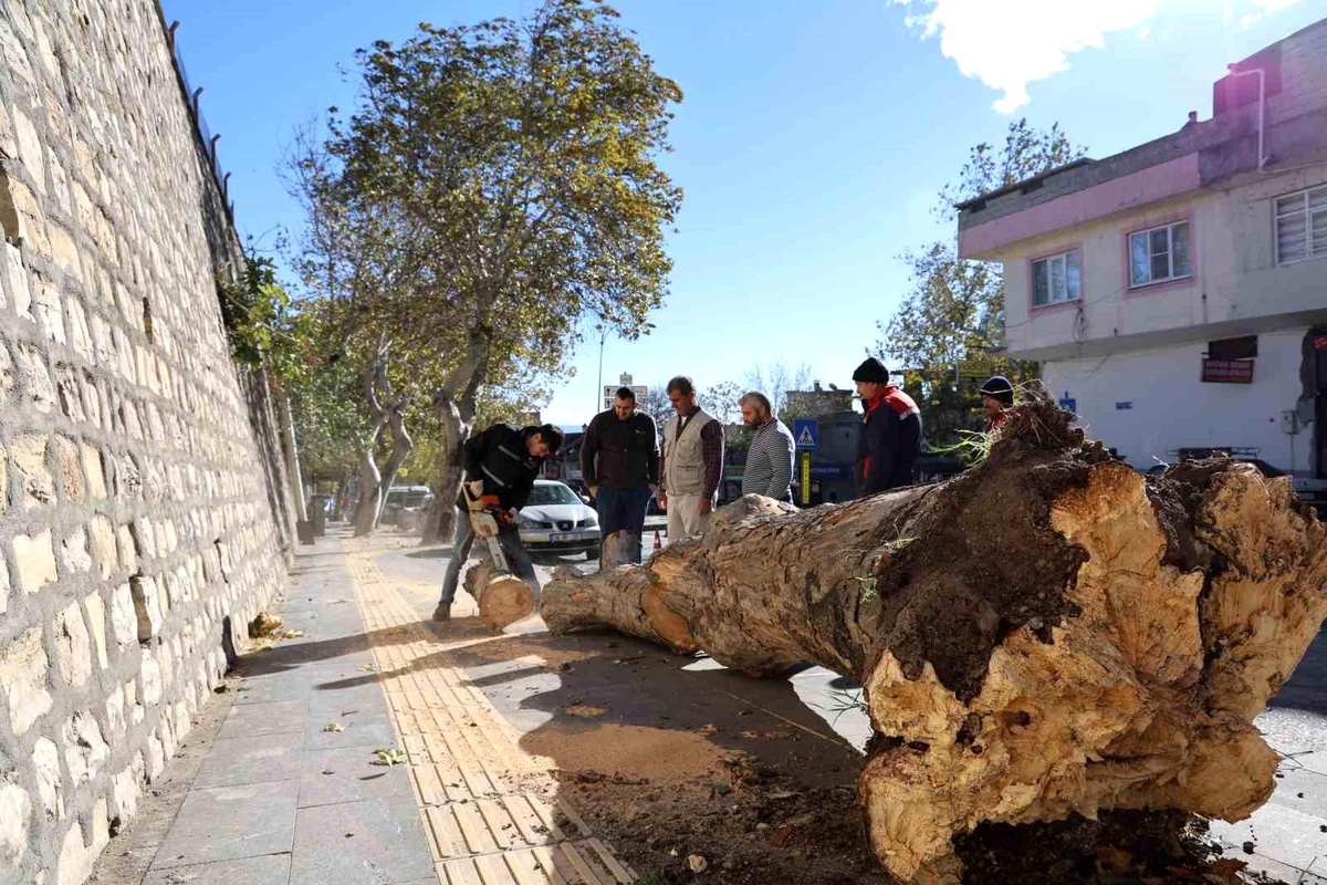 Kahramanmaraş\'ta Fırtına Etkili Oldu: Ağaçlar Devrildi, Konağın Çatısı Uçtu
