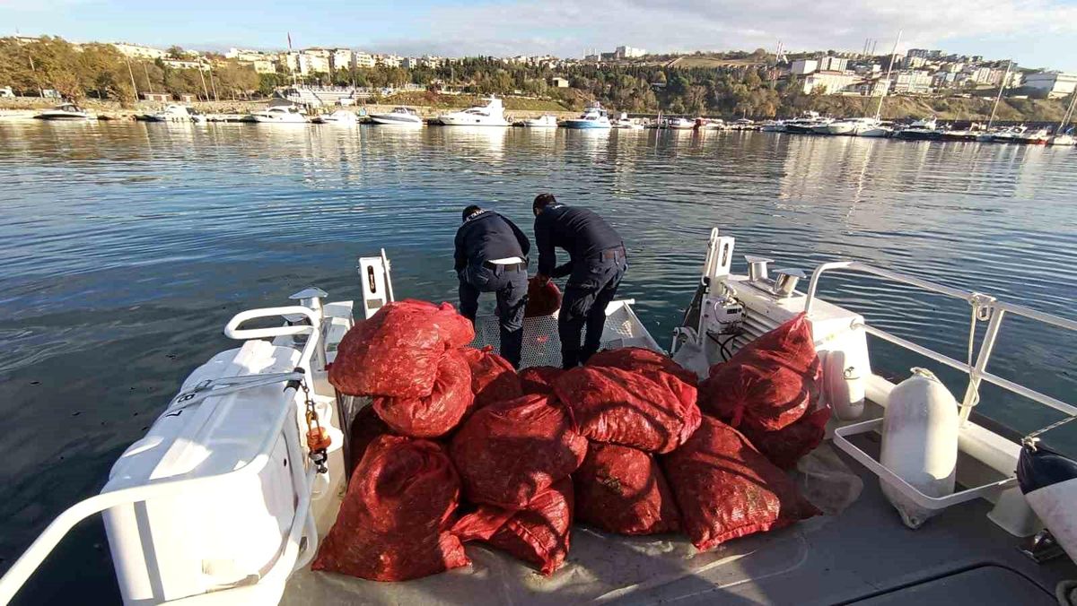Tekirdağ\'da ele geçirilen 1,5 ton karakıllı midyesi denize bırakıldı