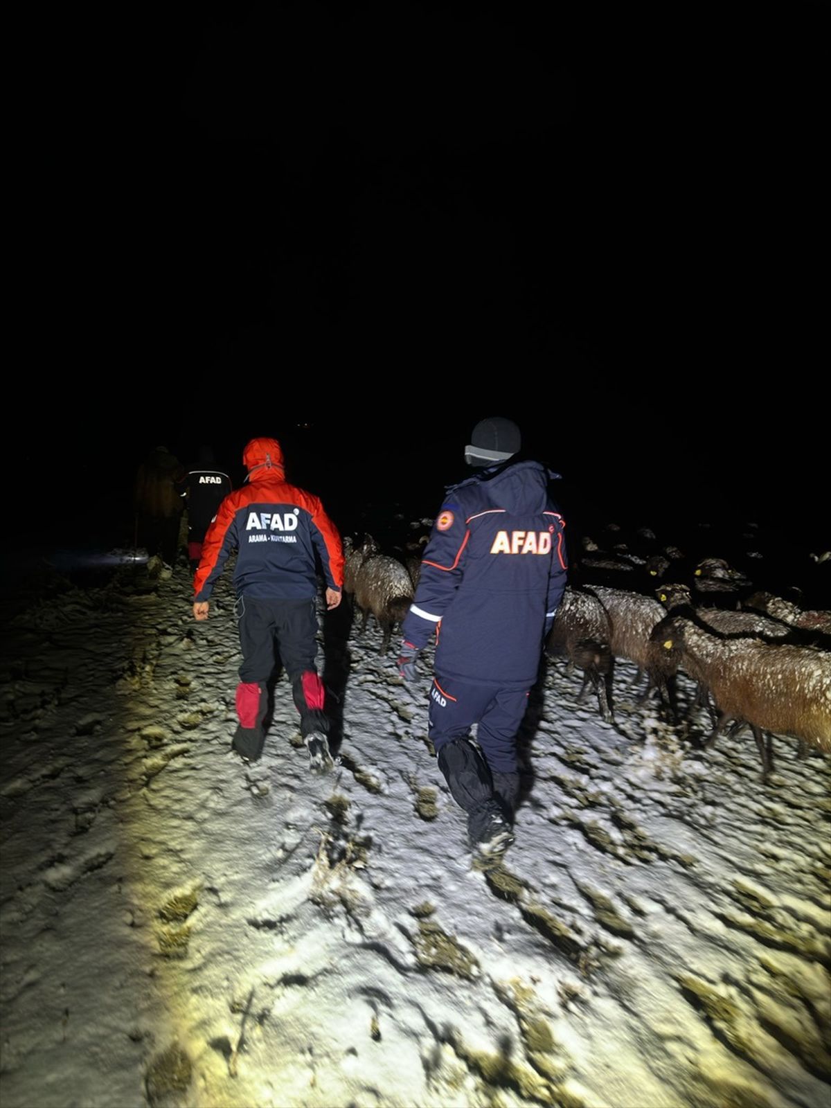 Ağrı\'da Yoğun Kar Yağışında Mahsur Kalan 3 Bin Küçükbaş Hayvan ve 3 Çoban Kurtarıldı