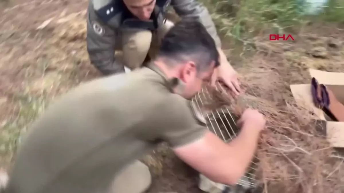 Mersin'de yasa dışı avcılık yapanların tuzağına düşen çakır kuşu kurtarıldı