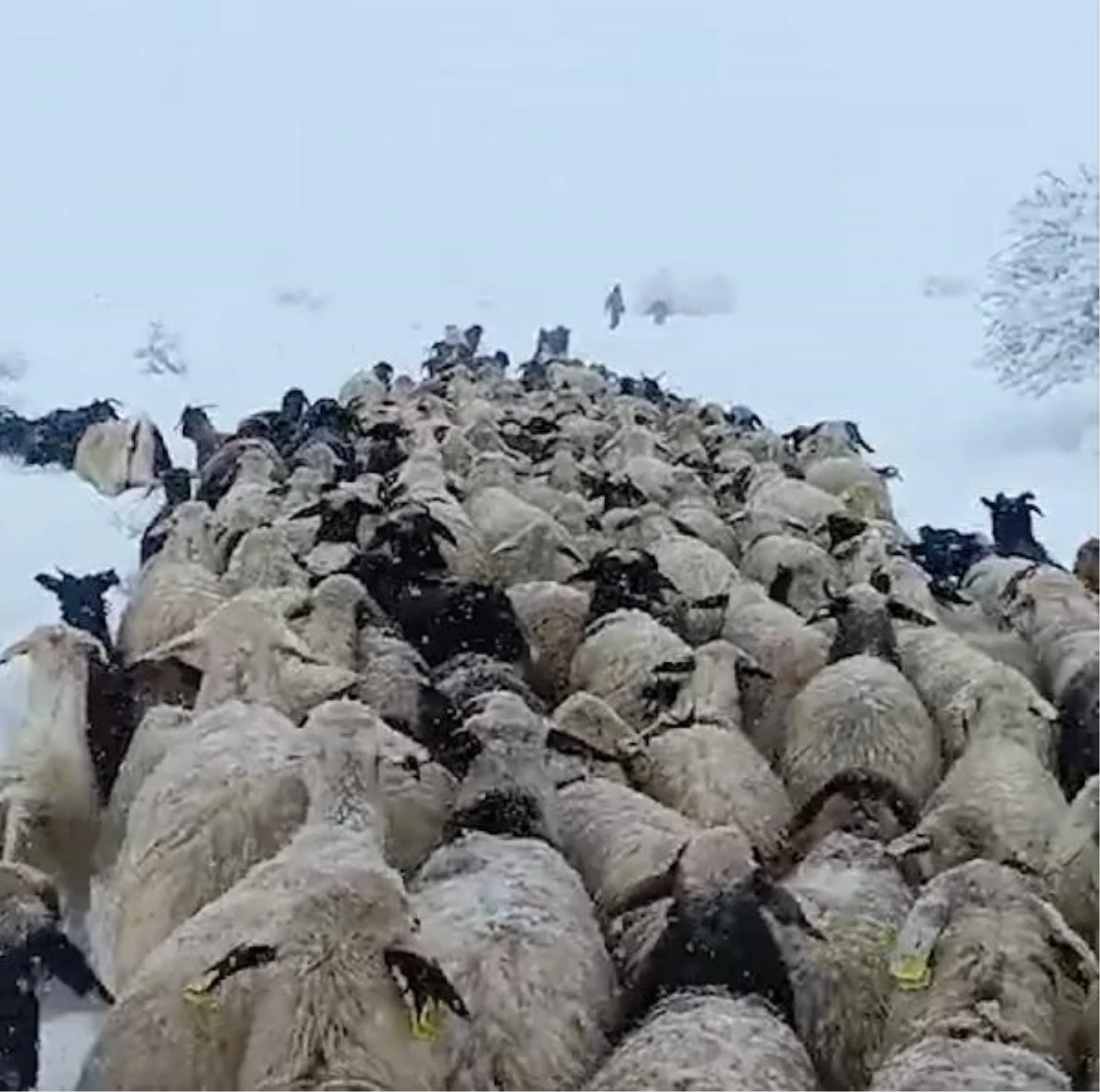 Erzincan\'da yaylada mahsur kalan çobana yardım