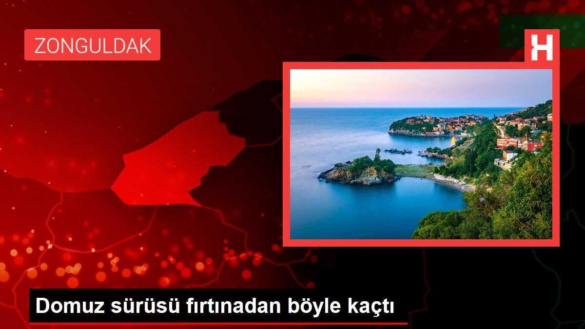 Domuz sürüsü fırtınadan böyle kaçtı