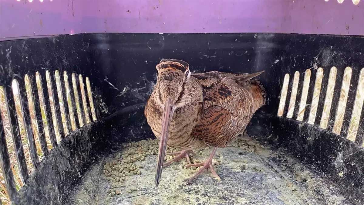 Erzurum\'da bulunan su çulluğu doğaya salındı