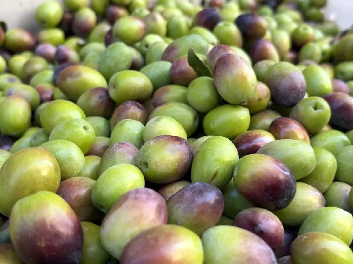 Güney Marmara\'da Kuraklık Zeytin Üretimini Olumsuz Etkiledi