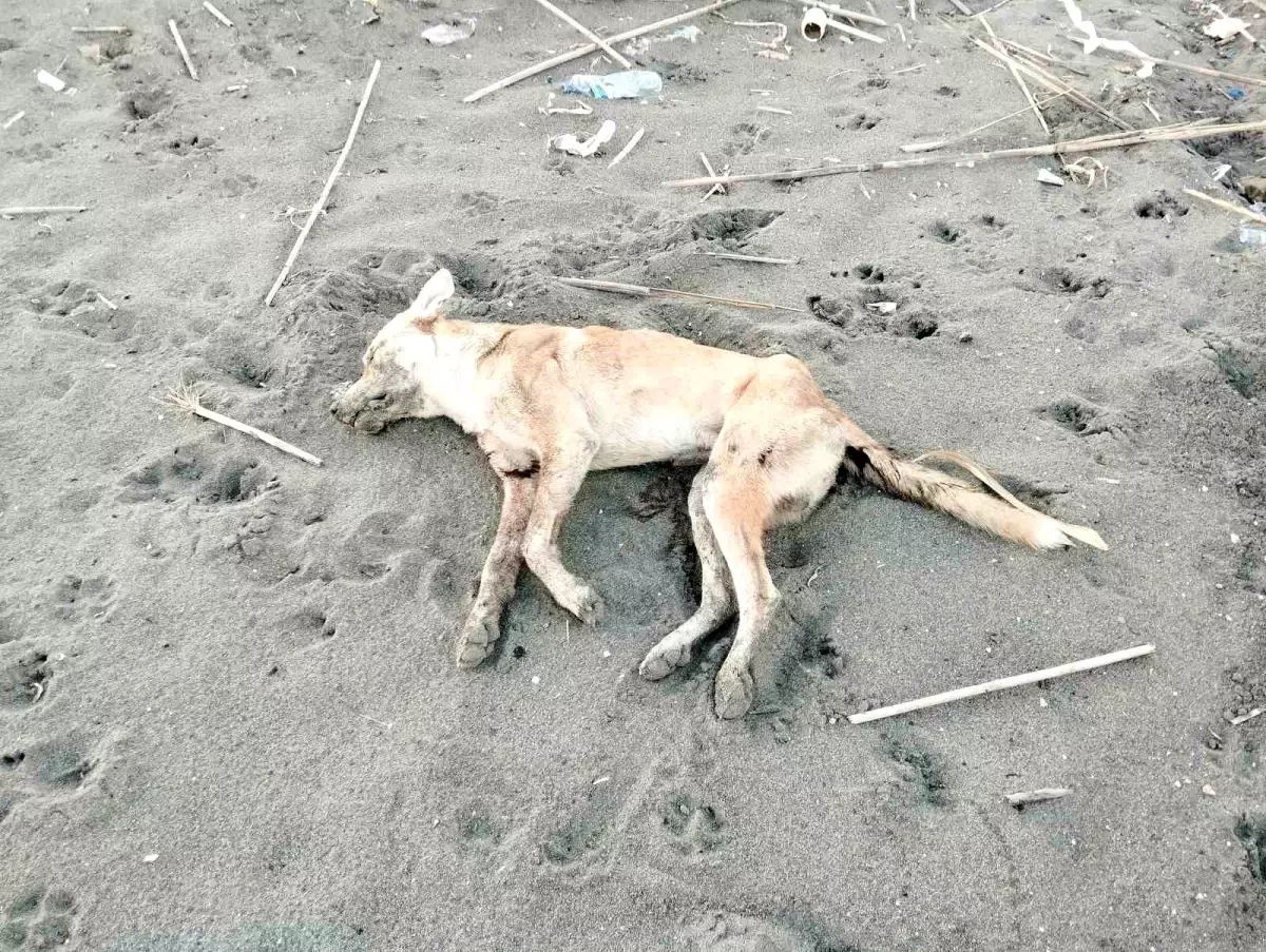 Hatay\'da Bir Şahıs Köpeği Otomobiliyle Ezdi