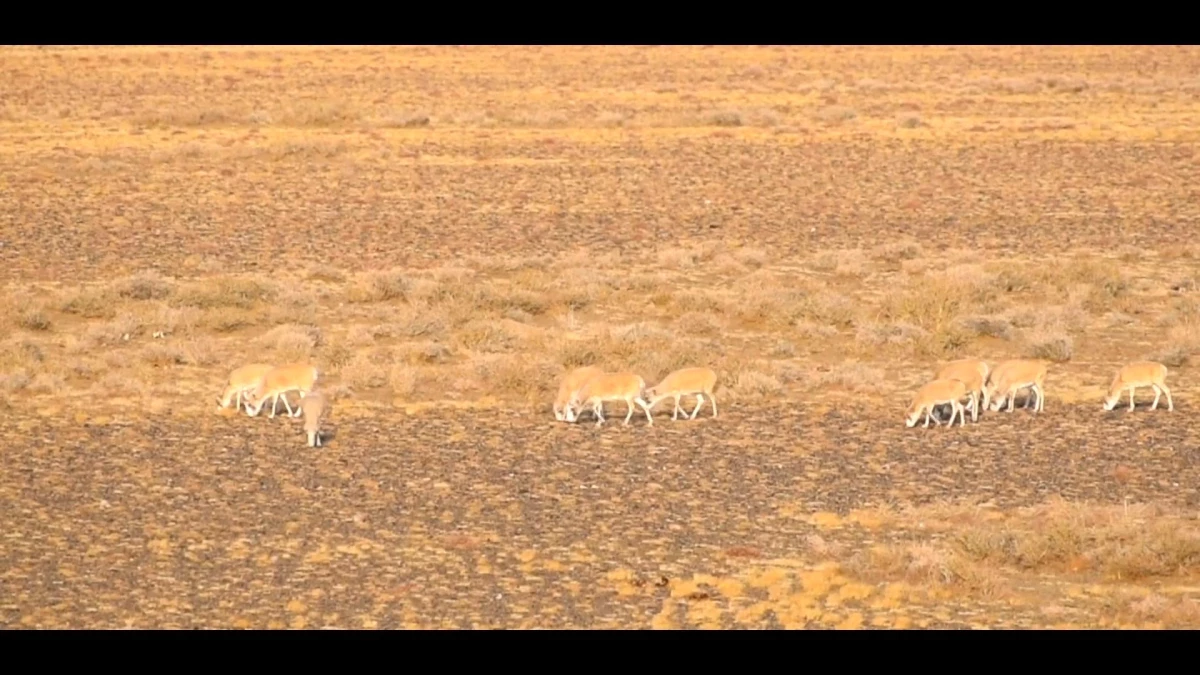 Moğolistan\'daki Sayga Antiloplarının Sayısı 15.500\'ün Üzerine Çıktı