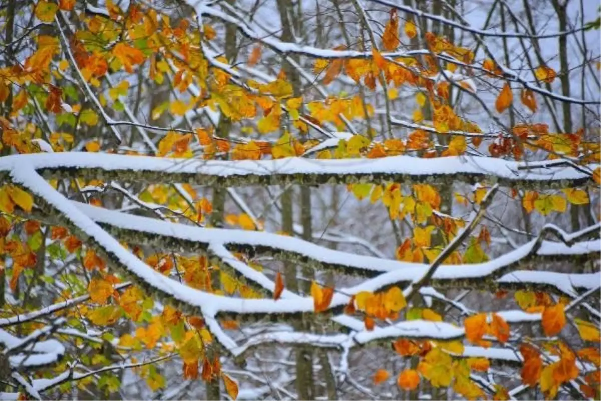 Ordu'da kar manzaraları