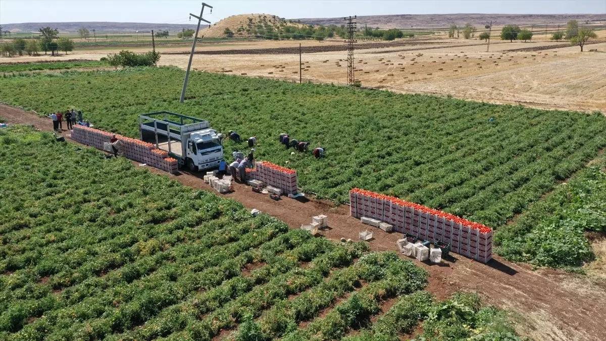 Şahinbey Belediyesi, Çiftçilere ve Besicilere 1 Milyar 200 Milyon Lira Destek Sağladı