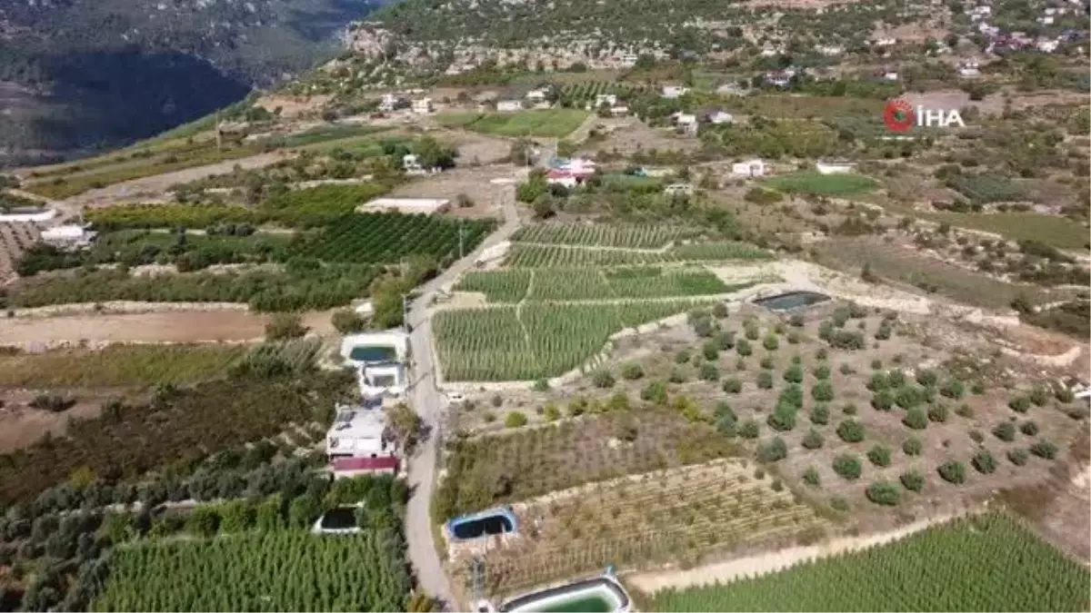 Son yağışlar, üreticinin yüzünü güldürdü