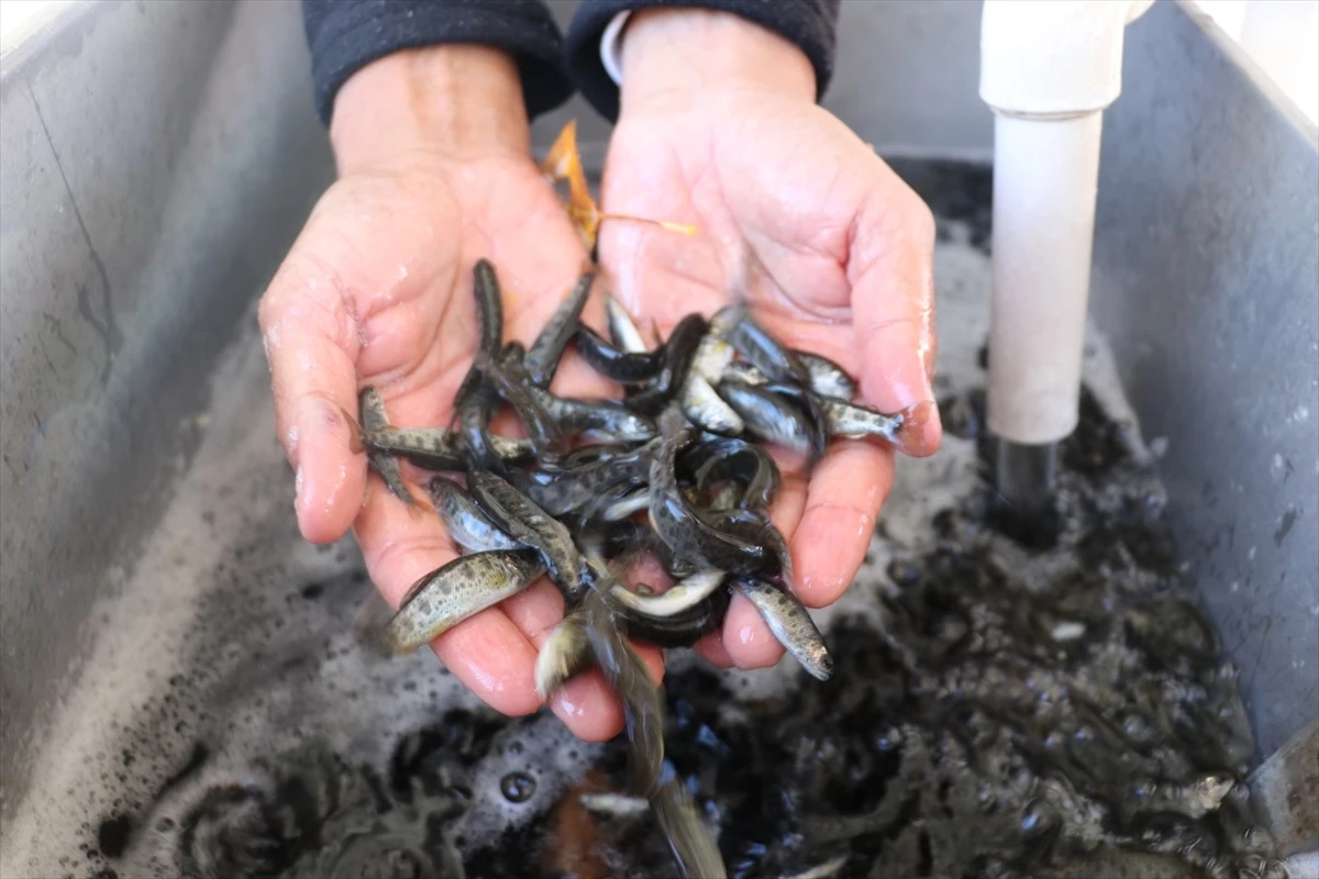 Erzincan\'da Balık Yavrusu Üretimi Yaygınlaşıyor