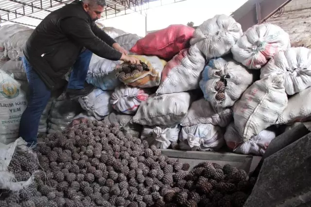 Çam fıstığında hasat başladı! Günlük 1500 TL yevmiye için hayatlarını hiçe sayıyorlar