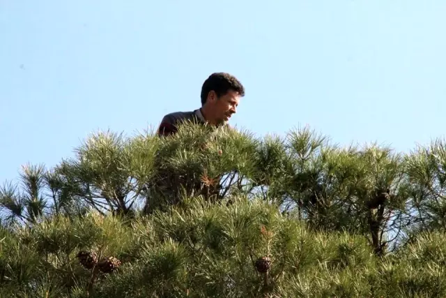 Çam fıstığında hasat başladı! Günlük 1500 TL yevmiye için hayatlarını hiçe sayıyorlar