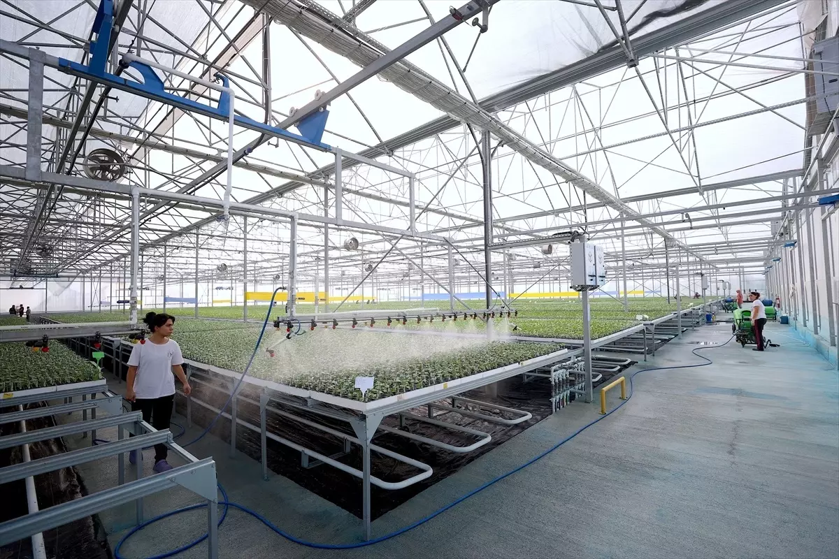 Mersin'de GES Kurulan Fide Üretim Tesisi Enerji Maliyetlerini Yarıya İndirdi