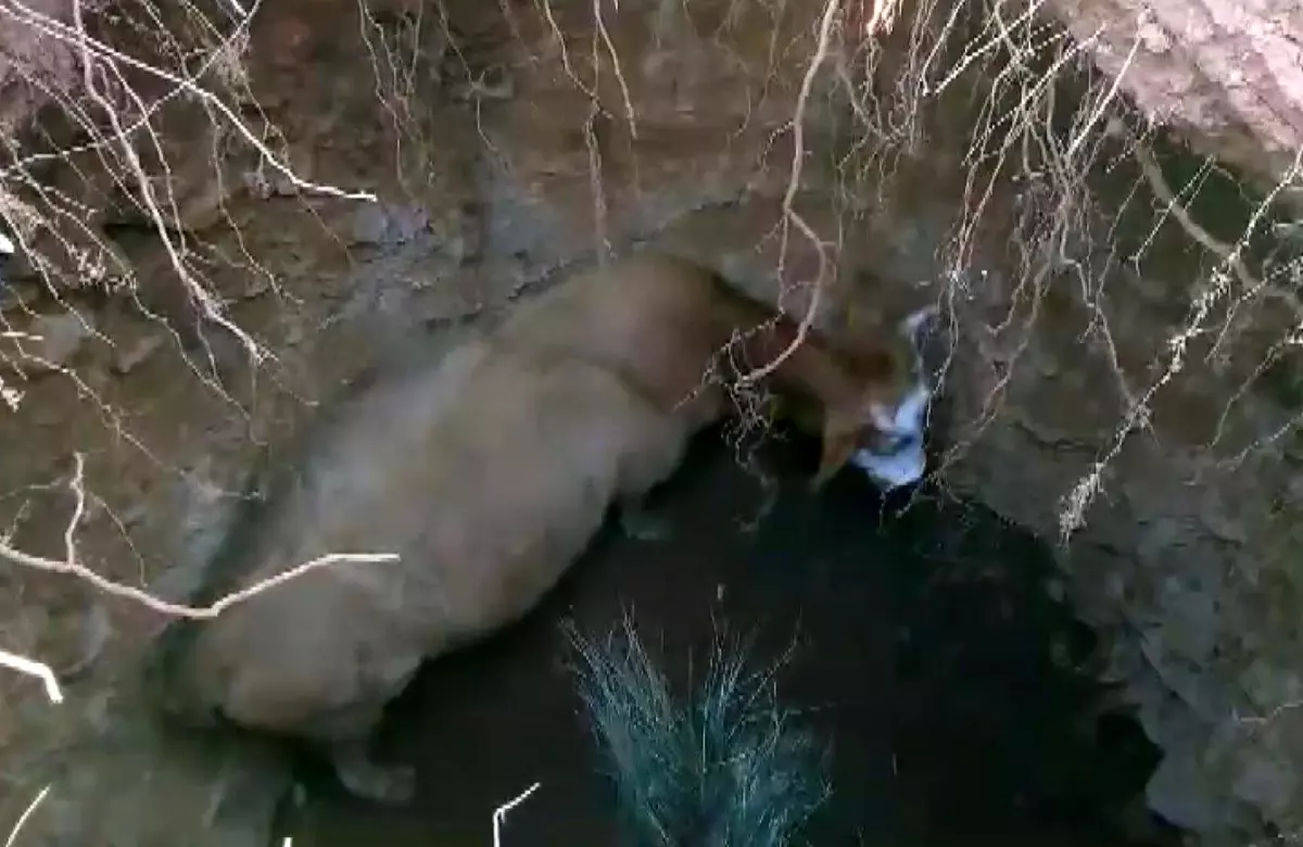 İnek İtfaiye Ekipleri Tarafından Kurtarıldı