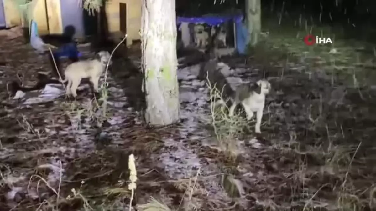 Gölet kenarındaki üşüyen yavru köpekleri beslediler