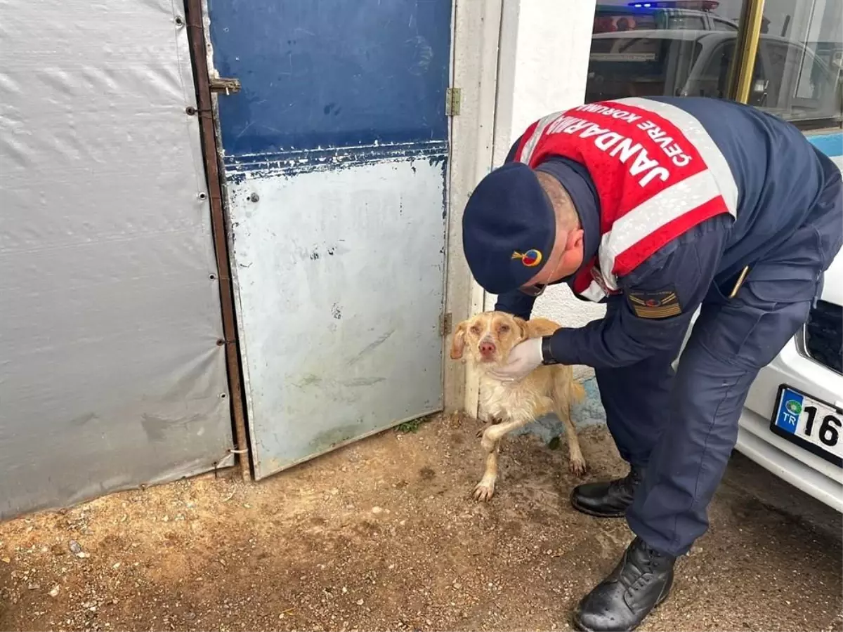 Jandarmanın Duyarlılığıyla Yaralı Tilki ve Köpek Kurtarıldı