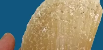 Fırtına Sonrası Pinalar Balıkesir Kıyılarına Vurdu