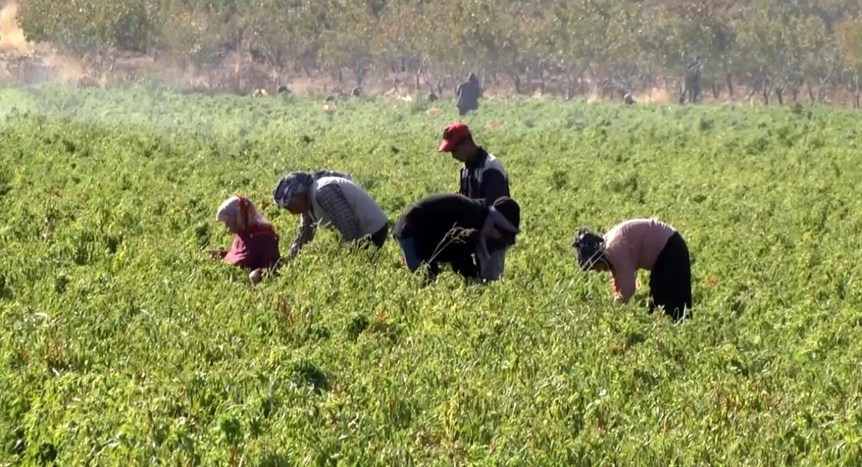 Şanlıurfa\'da Turşuluk Kornişon ve Biber Üretimi İstihdama Katkı Sağlıyor