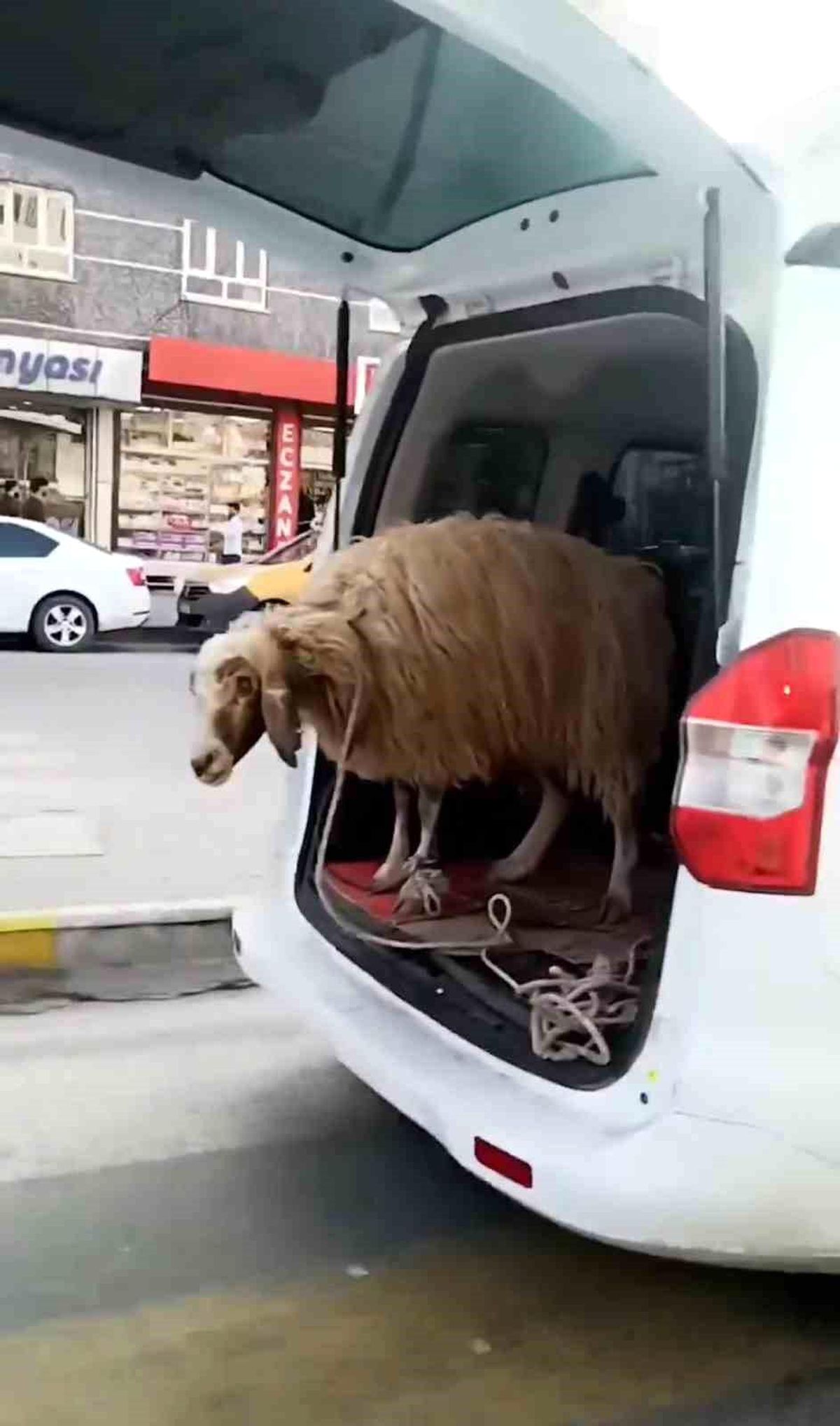 Şırnak\'ta koyunu bagajda taşıdılar