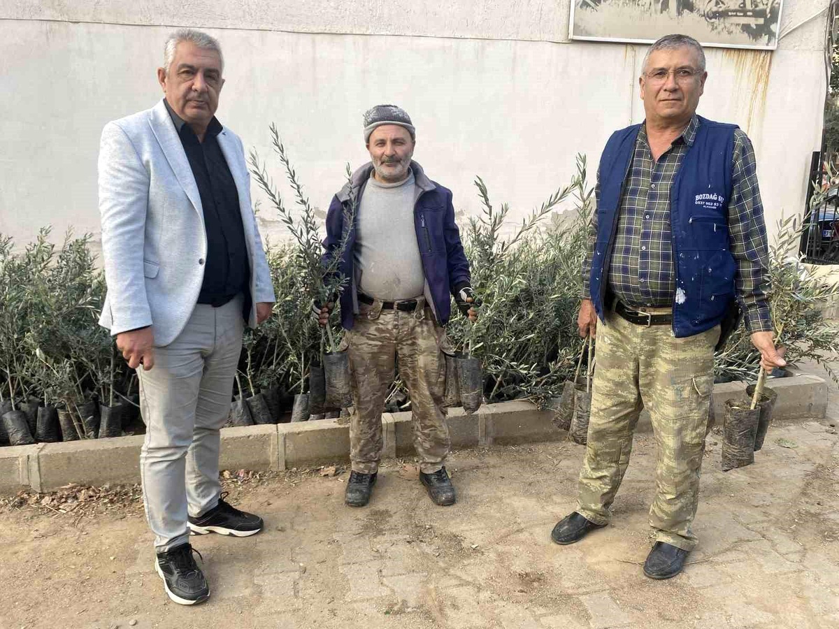 Alaşehir\'de Zeytin Üretimi Hızla Artıyor