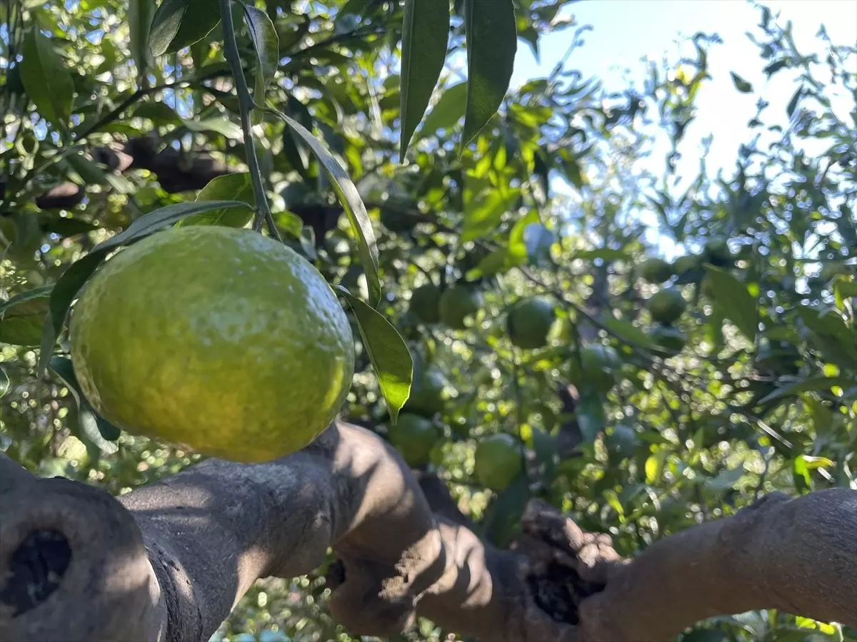 Bodrum\'da Mandalina Üretiminde Rekolte Düşüşü