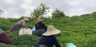 Doğu Karadeniz'de Bilinçsiz Gübreleme Çay Tarımını Olumsuz Etkiliyor