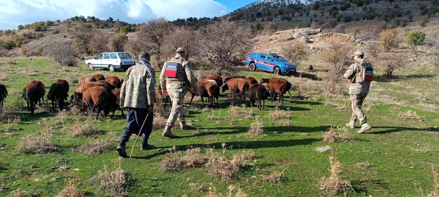 Elazığ\'da Kaybolan 40 Koyun Jandarma Tarafından Bulundu