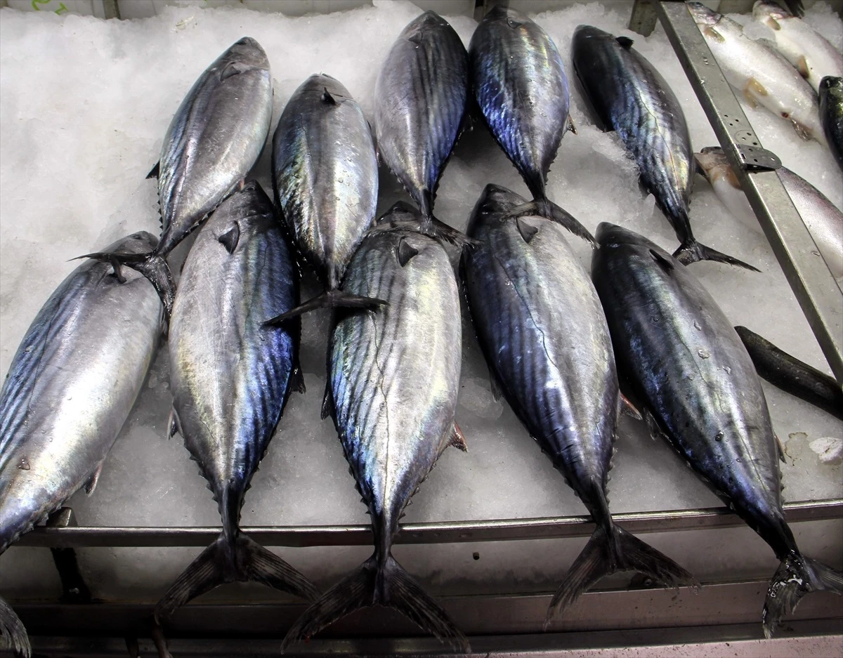Sinop\'ta Torik Balığı Tezgahlarda Arttı