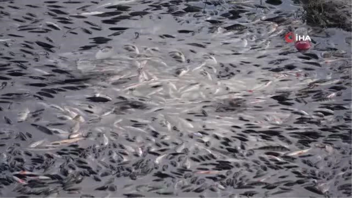 Yozgat\'ta sulama barajında toplu balık ölümleri yaşandı